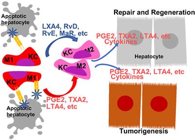 Eicosanoids and other oxylipins in liver injury, inflammation and liver cancer development